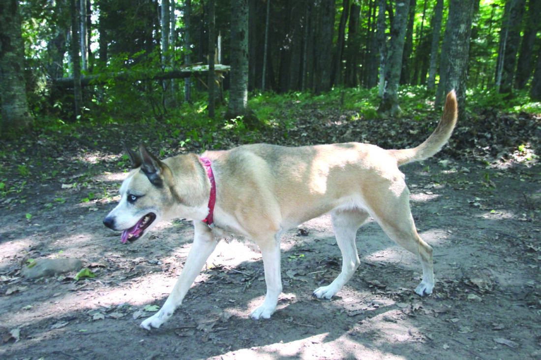 Law enforcement learns how to catch offleash dogs News, Sports, Jobs